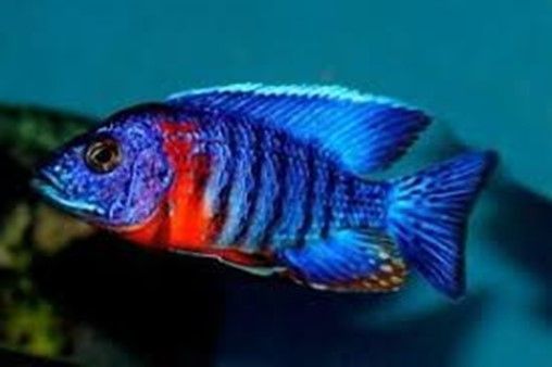 Aulonocara Stuartgranti Red Flusch Namitumbu Aulonocara Stuartgranti Red Flusch Namitumbu