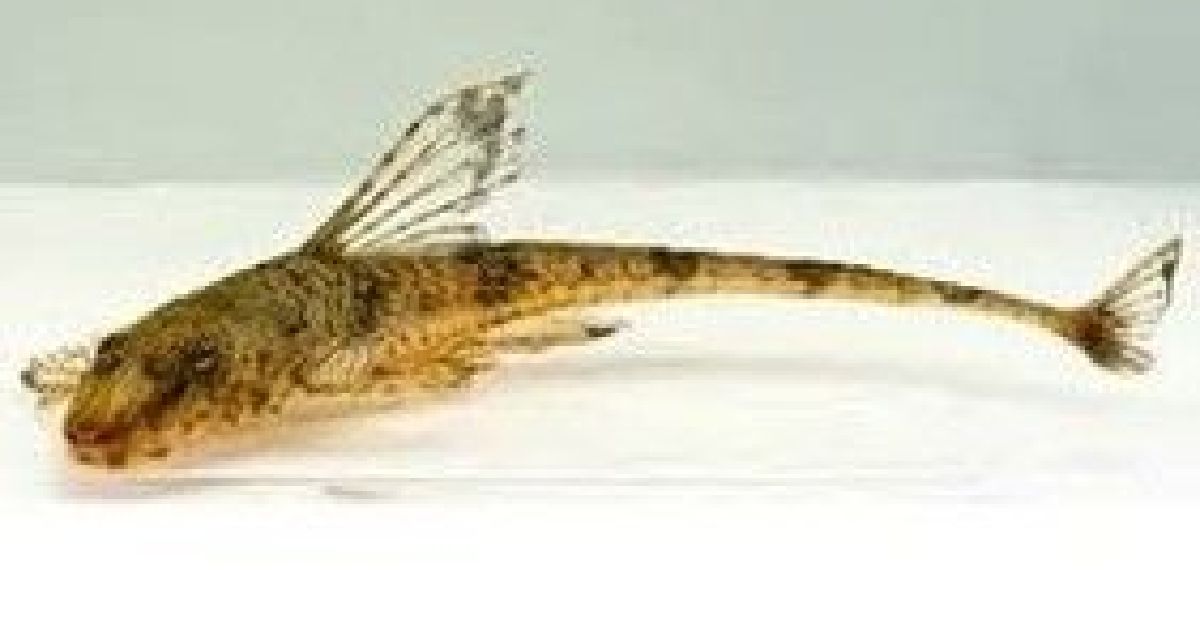 LORICARIA FILAMENTOSA LORICARIA FILAMENTOSA