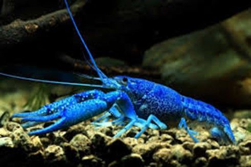ECREVISSE BLEUE DE FLORIDE ECREVISSE BLEUE DE FLORIDE