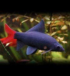 EPALZEORHYNCHOS BICOLOR EPALZEORHYNCHOS BICOLOR