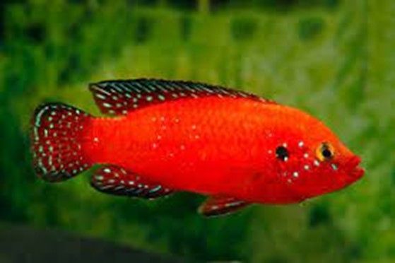 Hemichromis exsul  Hemichromis exsul