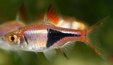 NEON JAUNE NEON JAUNE