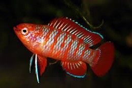 DARIO DARIO SCARLET BADIS DARIO DARIO SCARLET BADIS