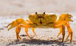 Gold Crabe Banana « Terrathelphusa cf. chilensis»