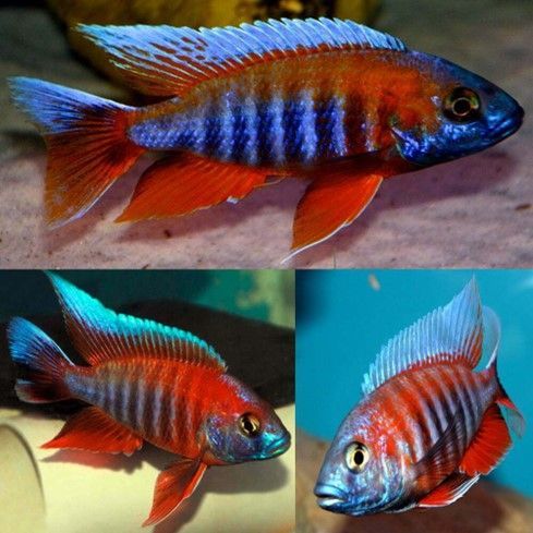 Aulonocara jacobfreibergi Aulonocara jacobfreibergi