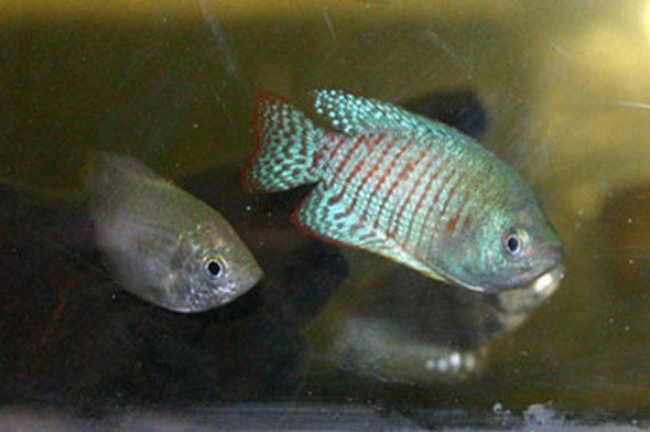 COLISA LALIA RAINBOW  « GOURAMI NAIN  / TRICHOGASTER LALIUS » COLISA LALIA RAINBOW  « GOURAMI NAIN  / TRICHOGASTER LALIUS »