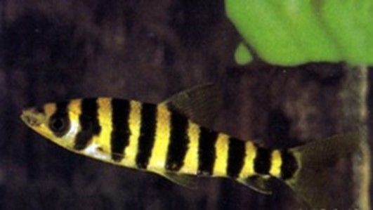 LEPORINUS AFFINIS LEPORINUS AFFINIS