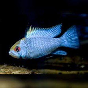 MIKROGEOPHAGUS RAMIREZI MIKROGEOPHAGUS RAMIREZI