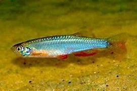 DANIO ALBOLINEATUS DANIO PERLE DANIO ALBOLINEATUS
DANIO PERLE