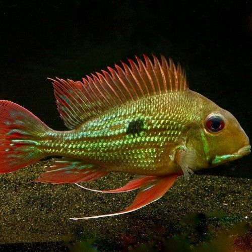 GEOPHAGUS WINEMILLERI GEOPHAGUS WINEMILLERI