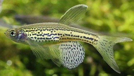 DANIO RERIO « LEOPARD » DANIO RERIO « LEOPARD »