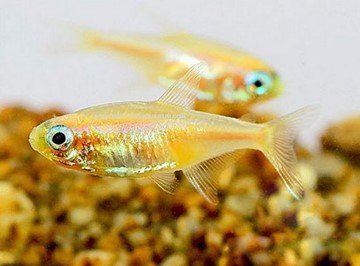 NEON JAUNE NEON JAUNE