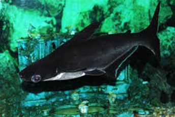 REQUIN SIAMOIS ou SILURE REQUIN REQUIN SIAMOIS ou SILURE REQUIN