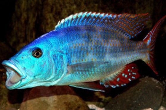 NIMBOCHROMIS POLYSTIGMA NIMBOCHROMIS
POLYSTIGMA