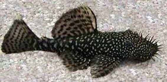 ANCISTRUS THEMMINCKII SILLURE BLEU ANCISTRUS THEMMINCKII
SILLURE BLEU