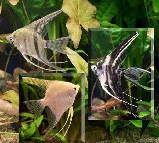 Pterophyllum scalare Pterophyllum scalare