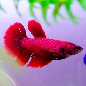 COMBATTANT FEMELLE « Betta Splendens ou poisson du Siam » COMBATTANT FEMELLE
« Betta Splendens ou poisson du Siam »