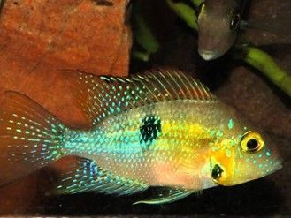 THORYCHTHYS HEL-LERI « CICHLIDE DE HEL-LER » THORYCHTHYS HEL-LERI
« CICHLIDE DE HEL-LER »