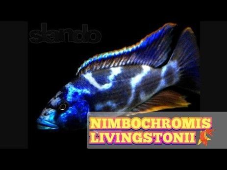 NIMBOCHROMIS LIVINGSTONII NIMBOCHROMIS LIVINGSTONII