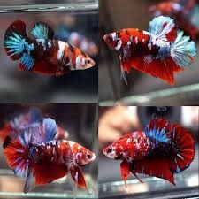 Betta splendens Halfmoon « femelle » Betta splendens Halfmoon « femelle »