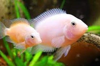 CICHLASOMA NIGROFASCIATUM GOLD Amatitlania nigrofasciata CICHLASOMA NIGROFASCIATUM GOLD
Amatitlania nigrofasciata