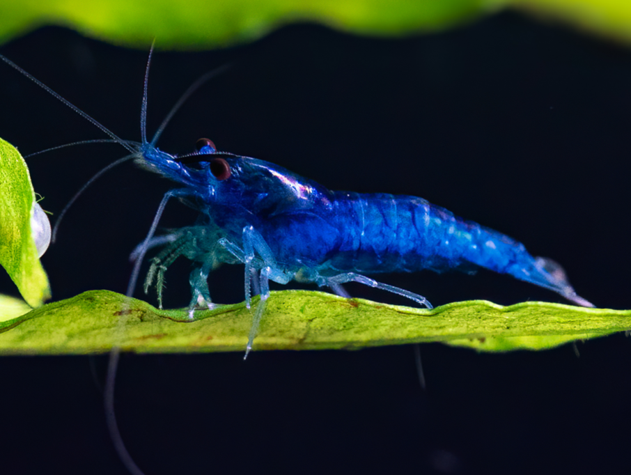 CREVETTE NEOCARIDINA HETEROPODA BLUE VELVET CREVETTE NEOCARIDINA HETEROPODA BLUE VELVET