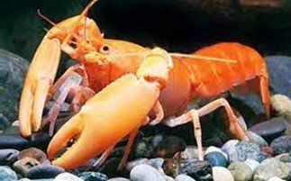 ECREVISSE CHERAX APRICOT ECREVISSE CHERAX APRICOT