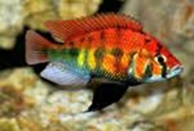 HAPLOCHROMIS SP. RAINBOW HAPLOCHROMIS SP. RAINBOW