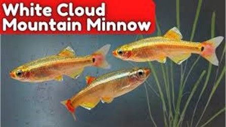 Tanichthys Albonubes Golden White Cloud Tanichthys Albonubes Golden White Cloud
