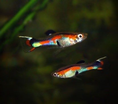 guppy Endler Poecilia wingei  guppy Endler Poecilia wingei