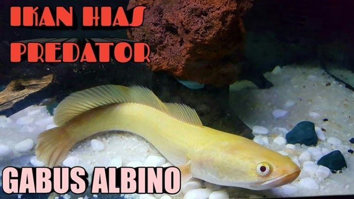 CHANNA STRIATA GOLD ALBIN LE POISSON A TETE DE SERPENT CHANNA STRIATA GOLD ALBIN LE POISSON A TETE DE SERPENT