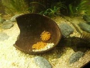 ANCISTRUS THEMMINCKII  SILLURE BLEU ANCISTRUS THEMMINCKII
SILLURE BLEU