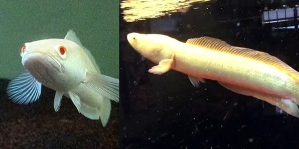 CHANNA STRIATA GOLD ALBIN LE POISSON A TETE DE SERPENT CHANNA STRIATA GOLD ALBIN LE POISSON A TETE DE SERPENT