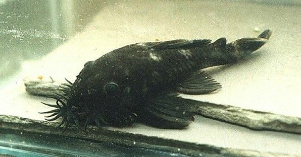 ANCISTRUS THEMMINCKII SILLURE BLEU ANCISTRUS THEMMINCKII
SILLURE BLEU