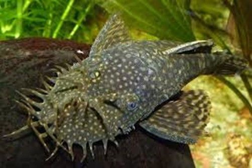 ANCISTRUS THEMMINCKII SILLURE BLEU ANCISTRUS THEMMINCKII
SILLURE BLEU