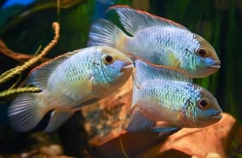 ANDINOACARA PULCHER ELECTRIC BLUE (acara bleu) ANDINOACARA PULCHER ELECTRIC BLUE (acara bleu)