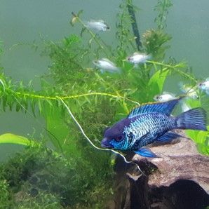 ANDINOACARA PULCHER ELECTRIC BLUE (acara bleu) ANDINOACARA PULCHER ELECTRIC BLUE (acara bleu)