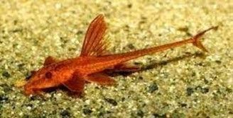 LORICARIA FILAMENTOSA LORICARIA FILAMENTOSA