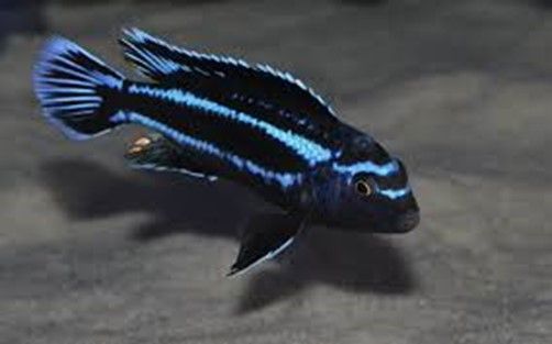 Melanochromis johannii Gome Melanochromis johannii Gome