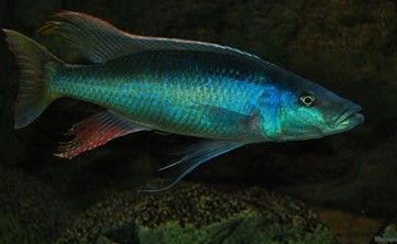 Champsochromis Caeruleus Champsochromis Caeruleus