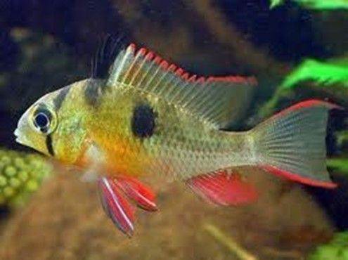 TMIKROGEOPHAGUS ALTISPINOSUS TMIKROGEOPHAGUS ALTISPINOSUS