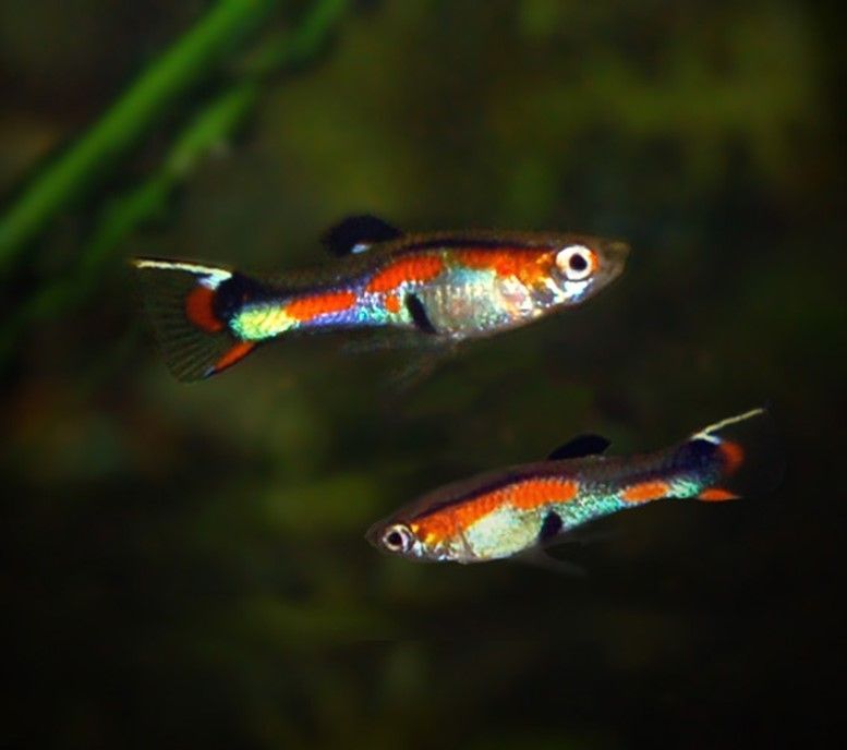 guppy Endler Poecilia wingei  guppy Endler Poecilia wingei