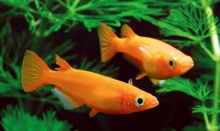 KILLY DU JAPON KILLY DU JAPON