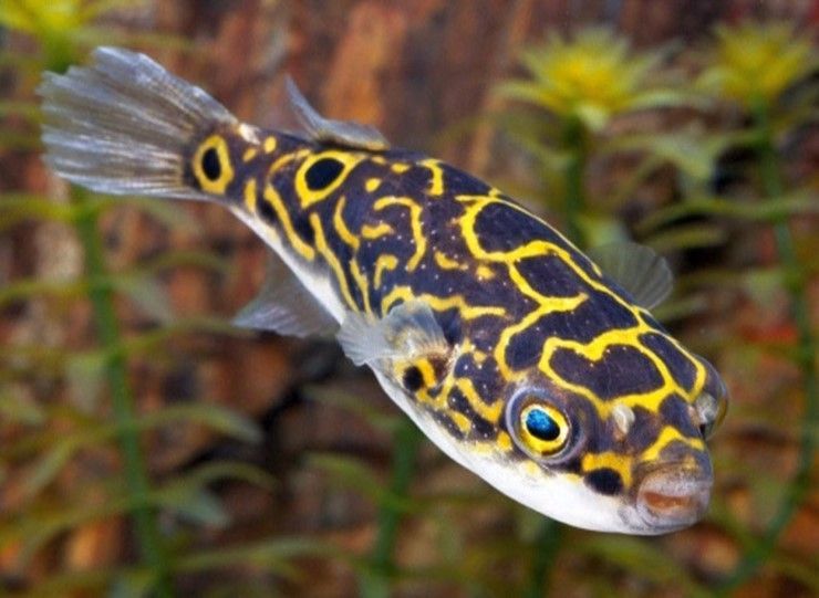 Poisson-ballon à ocelle Tetraodon biocellatus Poisson-ballon à ocelle Tetraodon biocellatus
