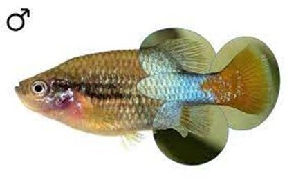 XENOTOCA EISENI XENOTOCA EISENI