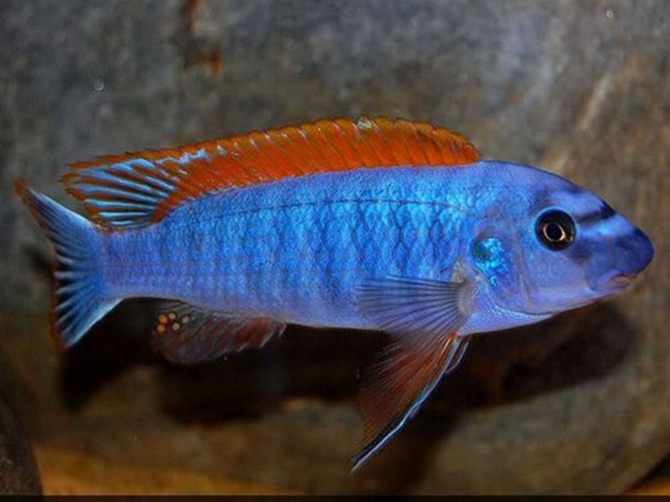 LABEOTROPHEUS TRE-WAVASAE CHILUMBA « cichlidé à dorsale rouge » LABEOTROPHEUS TRE-WAVASAE CHILUMBA
« cichlidé à dorsale rouge »