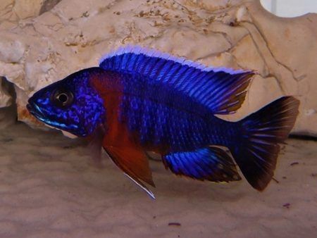 Aulonocara Stuartgranti Red Flusch Namitumbu Aulonocara Stuartgranti Red Flusch Namitumbu