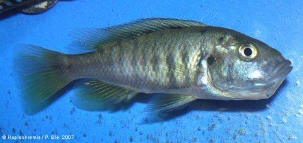 Pundamilia nyererei Pundamilia nyererei