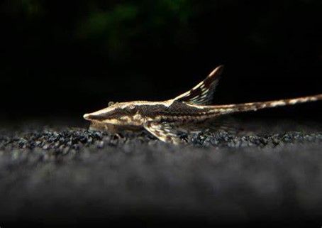 CHLAMYDOGOBIUS EREMIUS CHLAMYDOGOBIUS EREMIUS