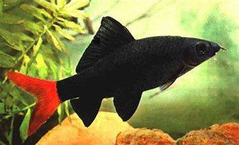 EPALZEORHYNCHOS BICOLOR EPALZEORHYNCHOS BICOLOR